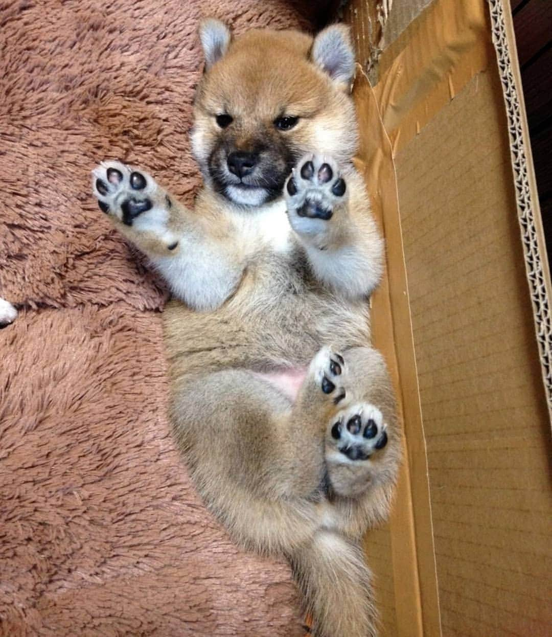 柴犬たま Shibainu Tamaのインスタグラム