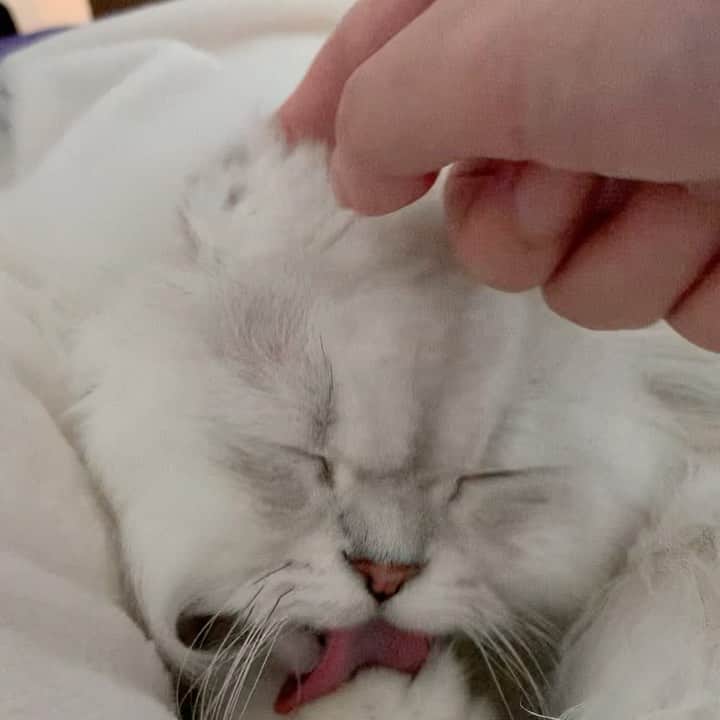 후추네큰언니のインスタグラム：「귀까지 접어가며 열심히 고양이 세수 🥰  #후추  #고양이  #냥스타그램 #캣스타그램  #Hoochu #Hoochuthecat #cat #cats #catstagram #catsofinstagram #topcatphoto #bestmeow #ilovecat #cute #fluffy #petstagram #instacats」