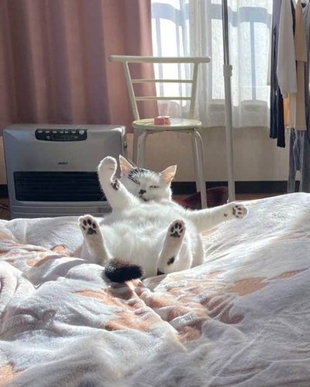9GAGさんのインスタグラム写真 - (9GAGInstagram)「Can't get up 📸 tsurukameryu (TW) - #cat #meeverymorning #ねこ #9gag」12月29日 12時54分 - 9gag