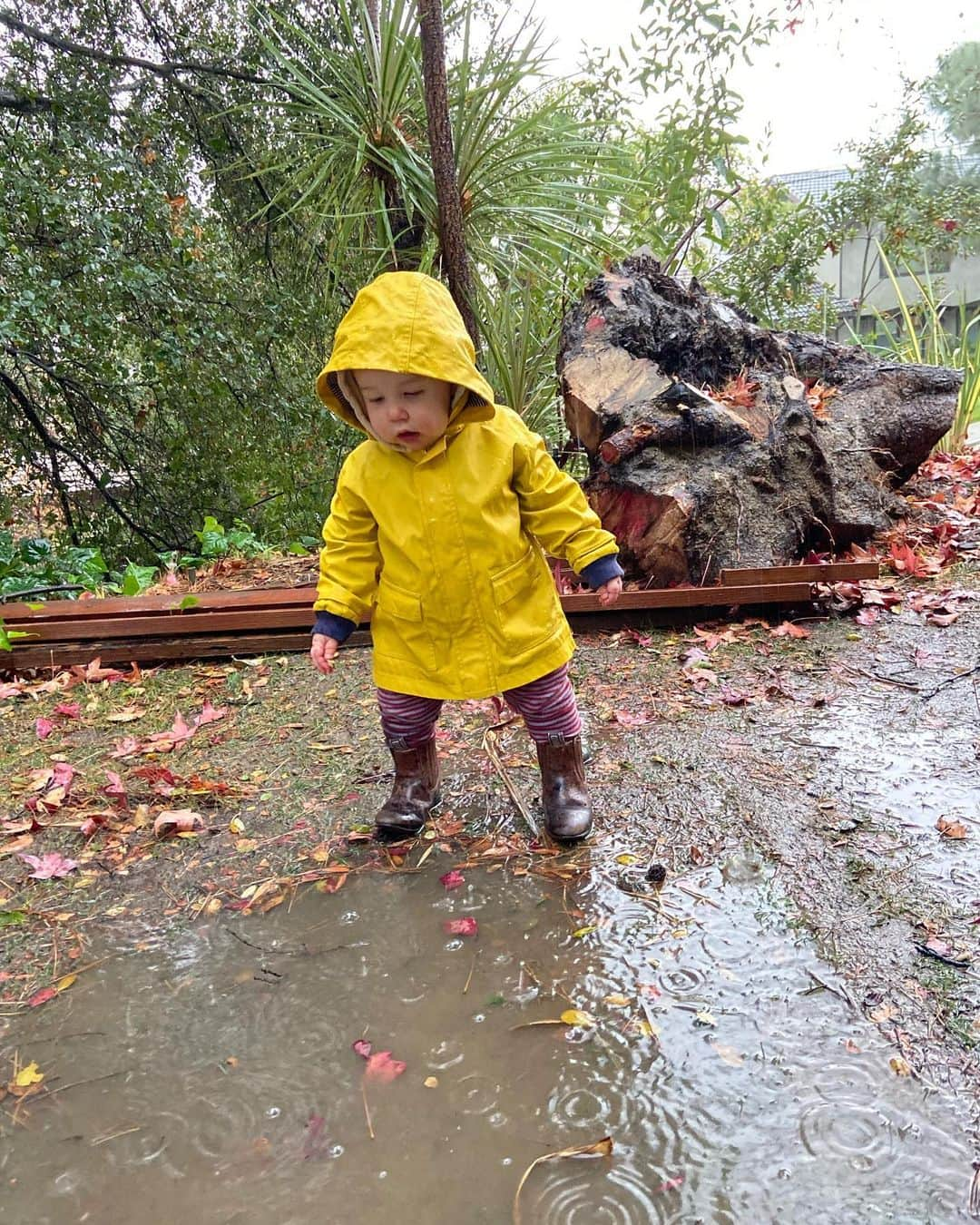 マラ・ロザックさんのインスタグラム写真 - (マラ・ロザックInstagram)「☔️Pretty sure this was Elio’s first rain experience. Insane right? He was so surprised to feel water on his little face when he looked up at the sky. So thankful for this rain. Keep it coming!」12月29日 12時54分 - mararoszak