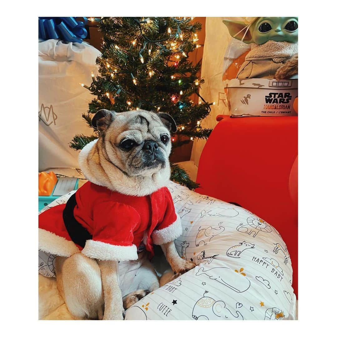 Melissa Santiagoのインスタグラム：「Grumpy Santa Pig: someone is used to being the center of attention. #DailyPug #LeicaHarrietPancakes #Pug」
