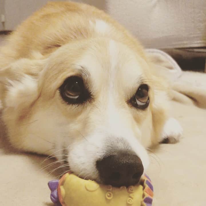のインスタグラム：「◡̈⋆2020.12.29.Tue.◡̈⋆ あろまと しまおの 遊び方が似てて 可愛い🐶❤️😺 * * * *」