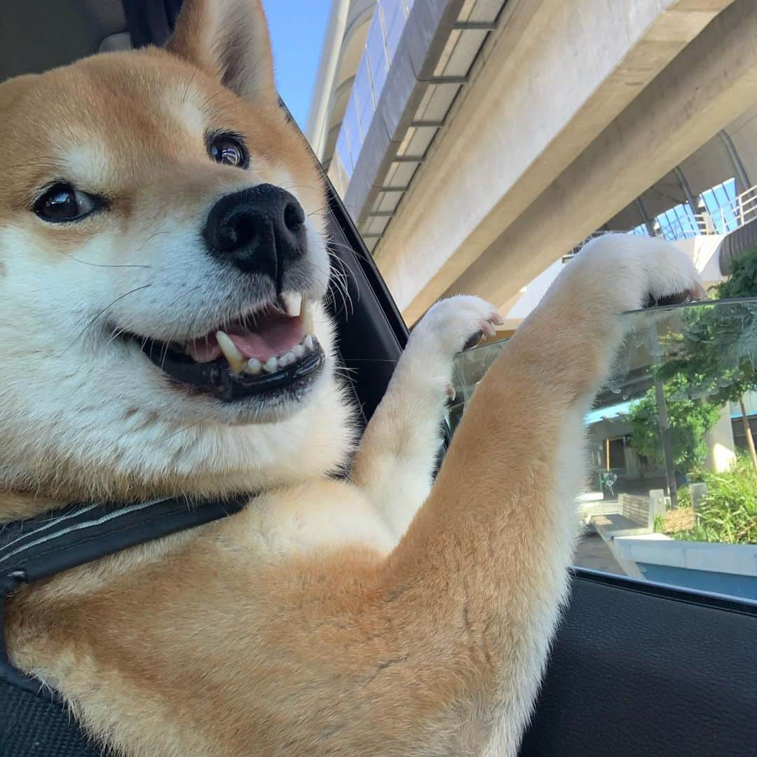 Shibainu Pontaさんのインスタグラム写真 - (Shibainu PontaInstagram)「窓の外見るのが好きなぽんしゃん🥰  . #shibainu #shiba #melbourne #メルボルン#柴犬#ぽん太」12月29日 15時42分 - pontasyk