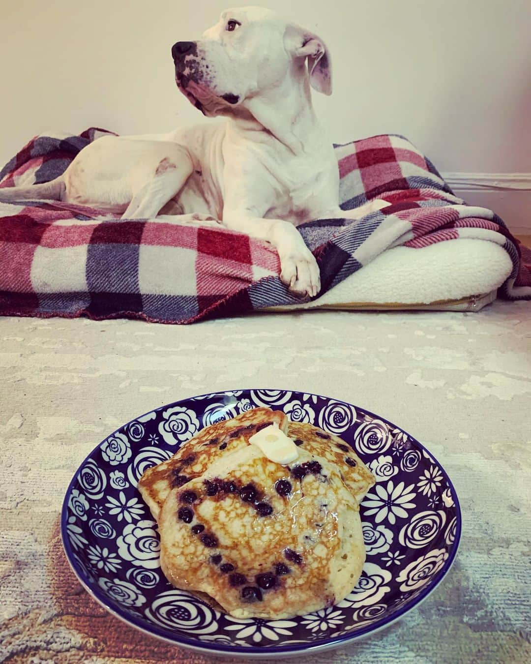 アレクサンドラ・ダダリオさんのインスタグラム写真 - (アレクサンドラ・ダダリオInstagram)「“Where are MY pancakes?”」12月30日 2時39分 - alexandradaddario