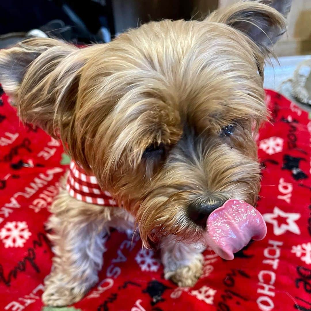 さんのインスタグラム写真 - (Instagram)「Sammy 💭 1️⃣ You want #TongueOut but no treats? 🙄😏 2️⃣ All you get for one tiny little piece of treat! 😛🙄 3️⃣ Mucho Mucho treats! 😝😆 4️⃣ TREAT BUFETT‼️ 🤪🤪🤪 #😂 #TongueOutTuesday #TOT」12月30日 1時23分 - happyyorkiefamily
