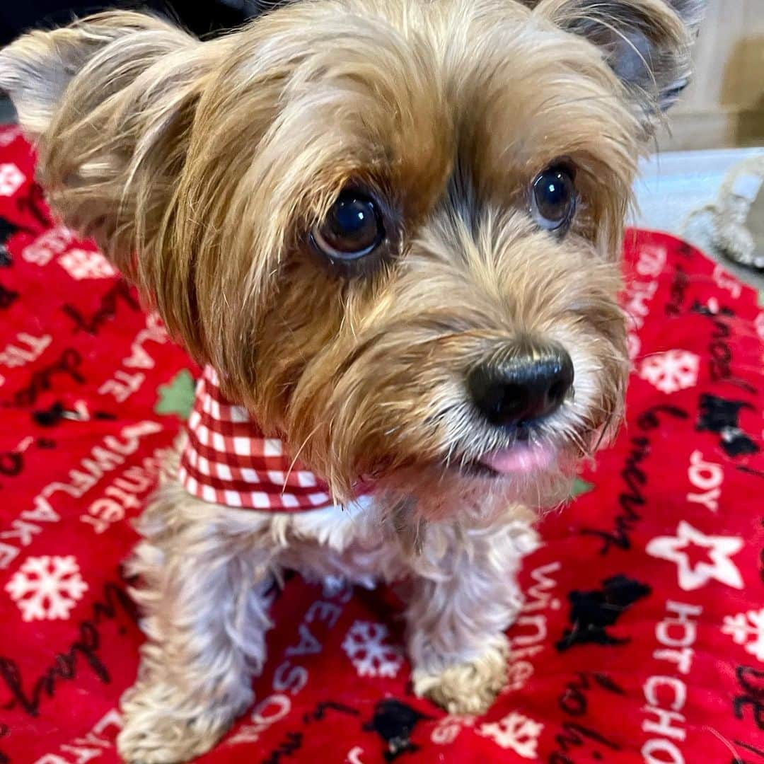 さんのインスタグラム写真 - (Instagram)「Sammy 💭 1️⃣ You want #TongueOut but no treats? 🙄😏 2️⃣ All you get for one tiny little piece of treat! 😛🙄 3️⃣ Mucho Mucho treats! 😝😆 4️⃣ TREAT BUFETT‼️ 🤪🤪🤪 #😂 #TongueOutTuesday #TOT」12月30日 1時23分 - happyyorkiefamily