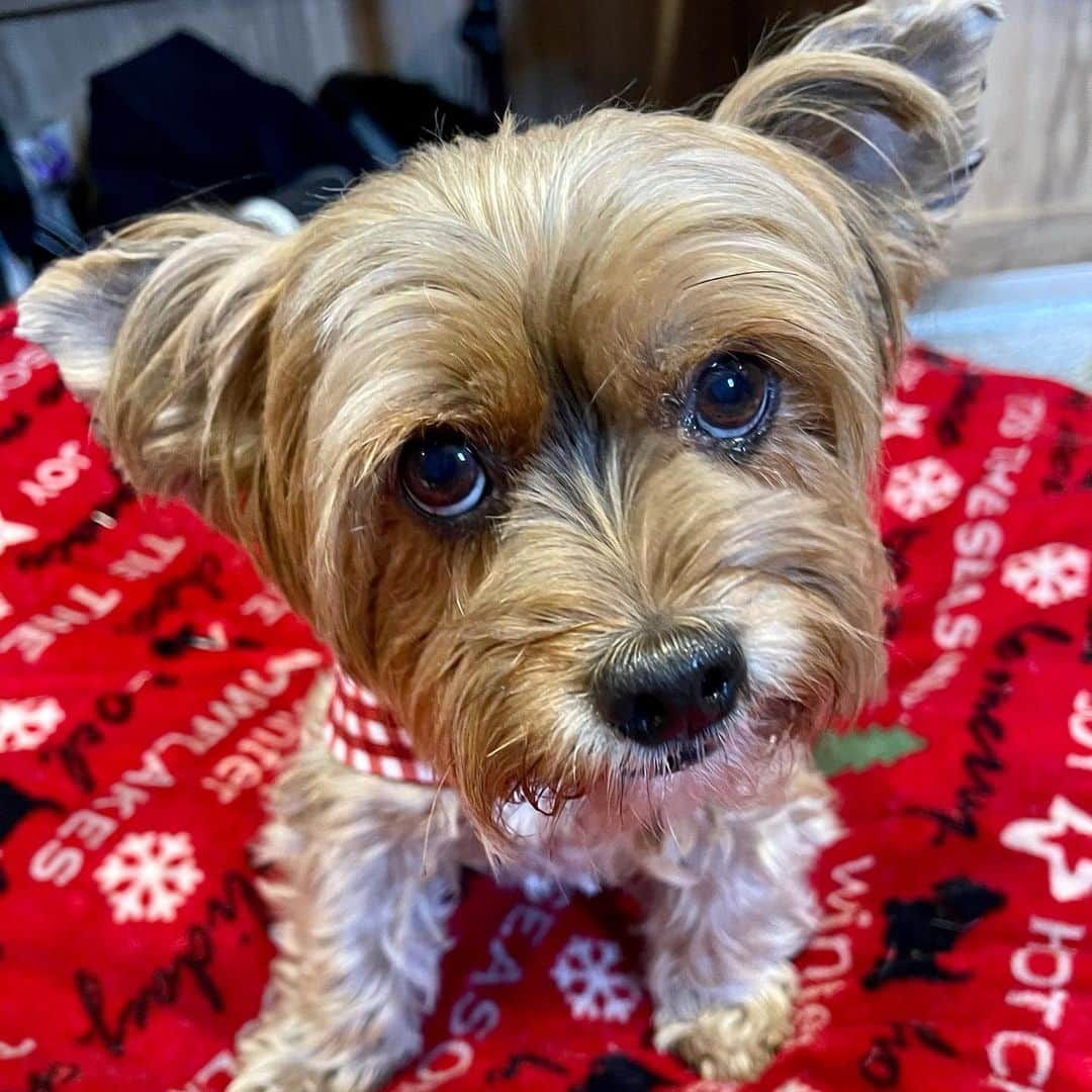 さんのインスタグラム写真 - (Instagram)「Sammy 💭 1️⃣ You want #TongueOut but no treats? 🙄😏 2️⃣ All you get for one tiny little piece of treat! 😛🙄 3️⃣ Mucho Mucho treats! 😝😆 4️⃣ TREAT BUFETT‼️ 🤪🤪🤪 #😂 #TongueOutTuesday #TOT」12月30日 1時23分 - happyyorkiefamily