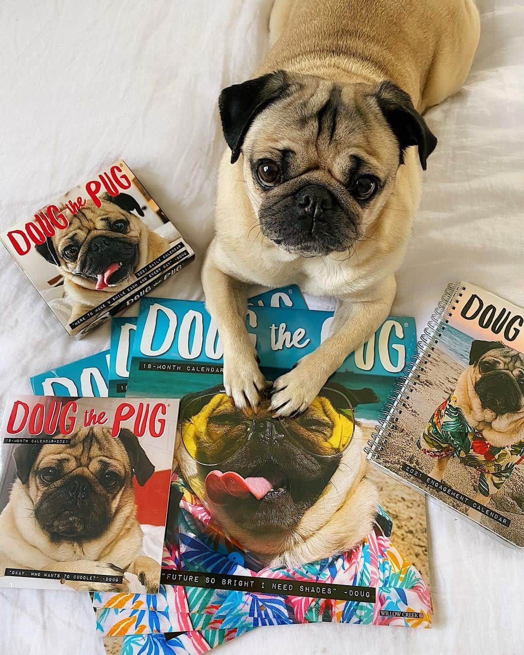 itsdougthepugさんのインスタグラム写真 - (itsdougthepugInstagram)「“A simple way to make 2021 brighter” -Doug • New Year, New Calendars! My 2021 Wall Calendar is ON SALE at Amazon, and my daily calendar is available too! Link in bio or search on Amazon. Let’s start this new year off right!!⭐️⭐️⭐️⭐️⭐️」12月30日 2時00分 - itsdougthepug