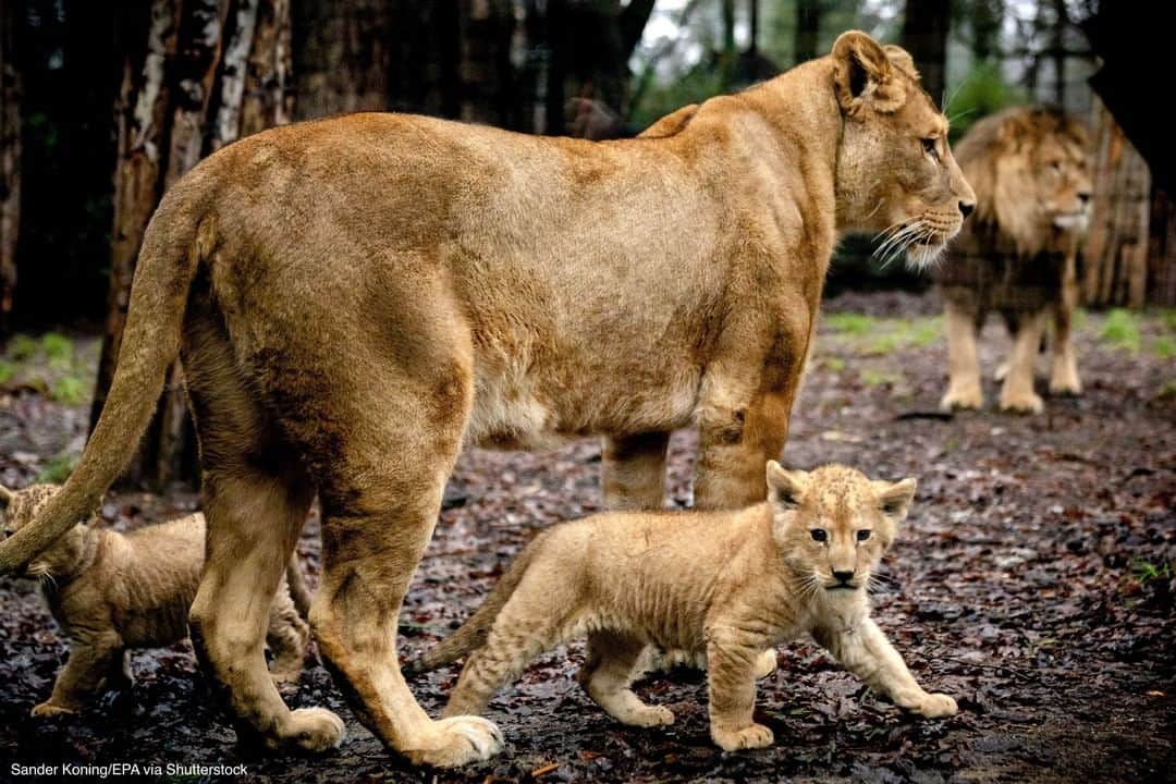 ABC Newsさんのインスタグラム写真 - (ABC NewsInstagram)「Lion cubs who were born a few weeks ago spend time at the Netherlands' Amersfoort Animal Park, which is closed to visitors due to COVID-19 measures.」12月30日 2時00分 - abcnews