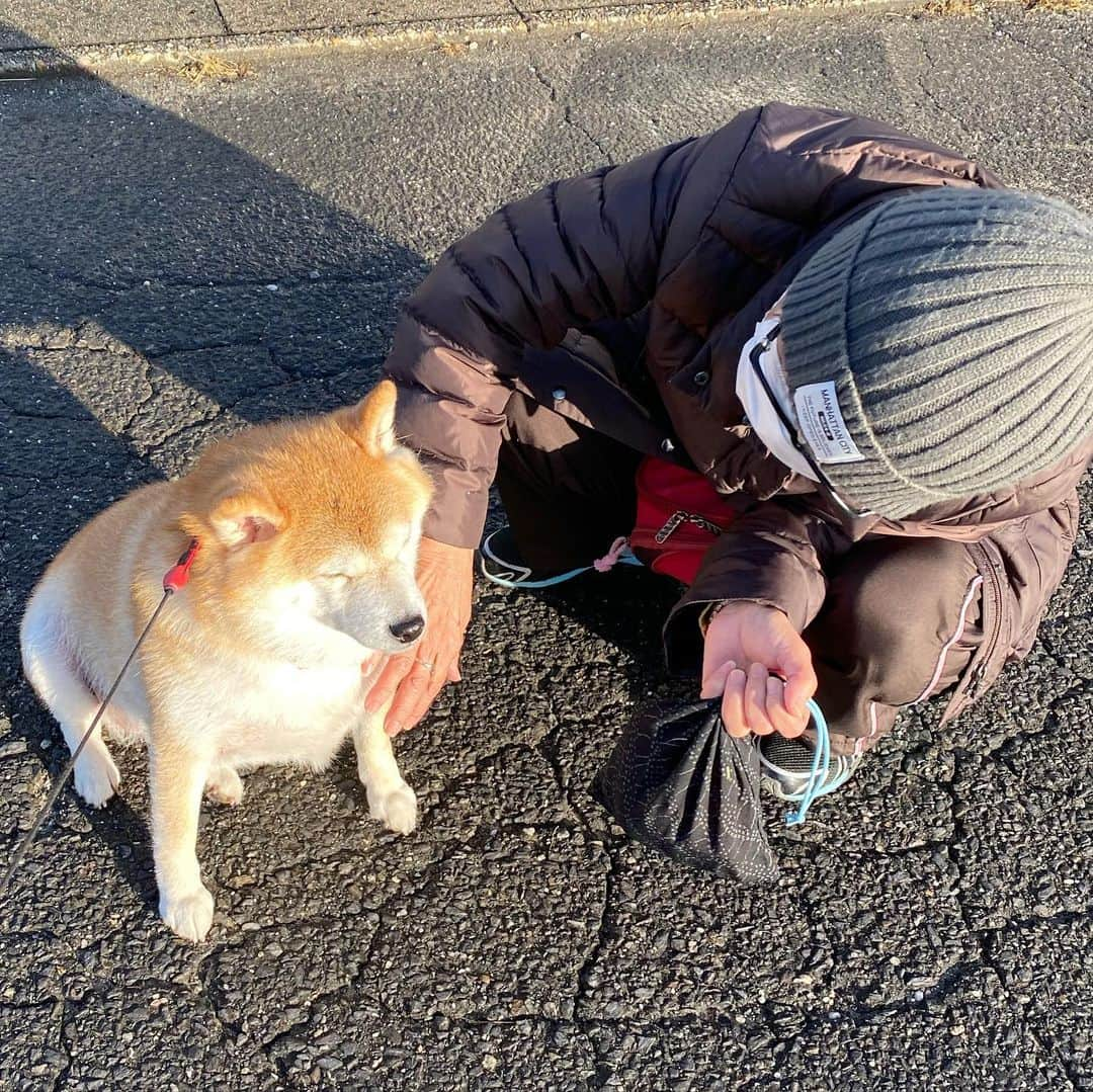 いなりさんのインスタグラム写真 - (いなりInstagram)「いなちゃんがいつも待ってる大好きなおばちゃんだよ♡ ✩.*˚ #いなちゃんなの？ #なんかすごいブス #柴犬いなり #柴 #しば #しばいぬ #日本犬 #いぬバカ部 #柴犬ライフ #サンデイ #犬 #pecoいぬ部 #shiba #shibainu  #shibadog  #shibarbucks #shibastagram #japanesedog #shibainulife」12月29日 17時58分 - shibainuinari