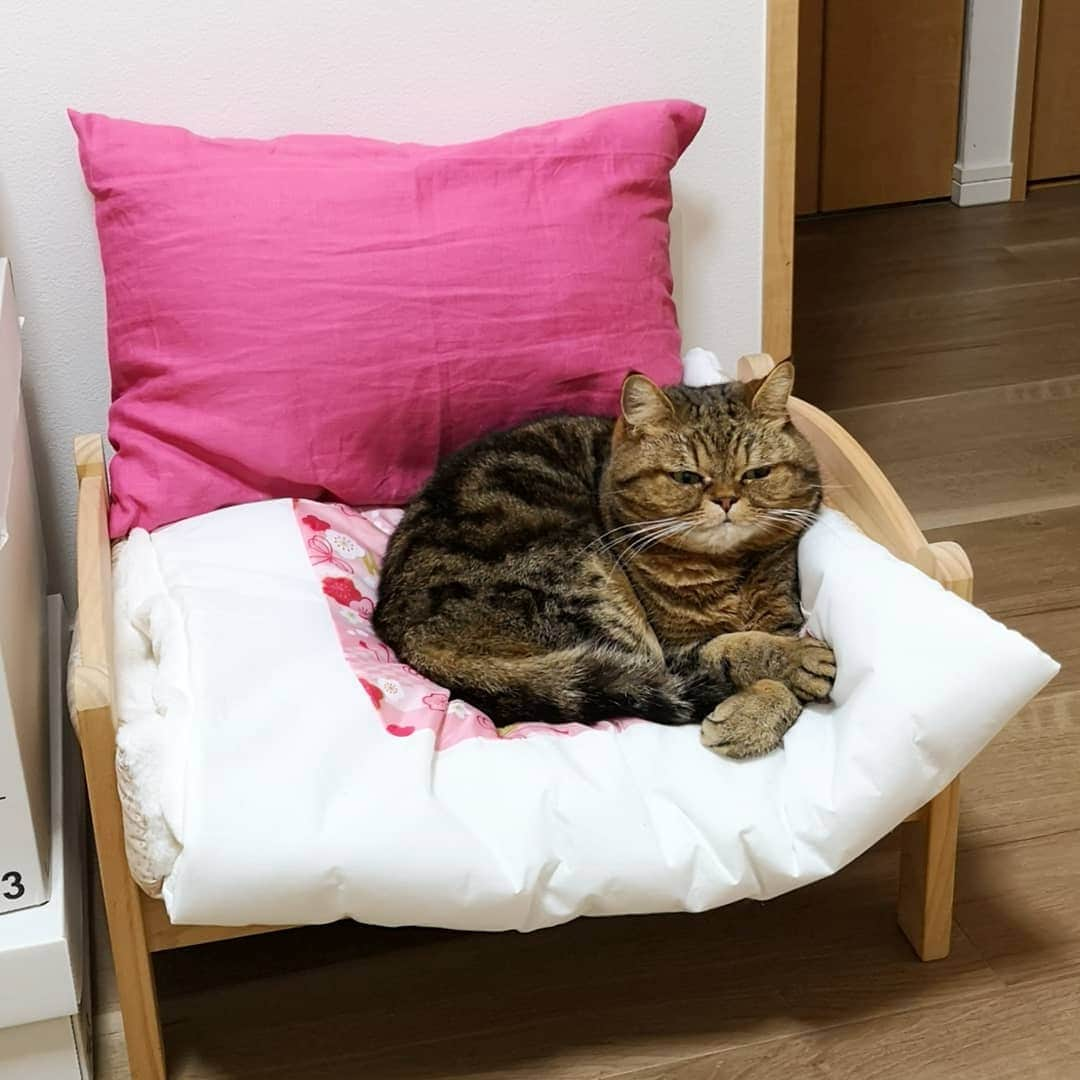 寅次郎（とらちゃん）さんのインスタグラム写真 - (寅次郎（とらちゃん）Instagram)「☆ love the new futons . 寝正月の準備万端にゃ😽🎶 . #ストーリーにも載せたけどこっちにも . 新しい布団に変えたらIKEAのベッド、また使いだした😆 . 使い古しの布団が気に入らなかったみたい😅 . . #cat #cute #meow #貓 #ねこ #エキゾチックショートヘア #無敵の親バカ同盟 #猫のいる暮らし #にゃんすたぐらむ #ペコねこ部 #ねことの暮らし #IKEA #cattyman」12月29日 18時13分 - torachanthecat