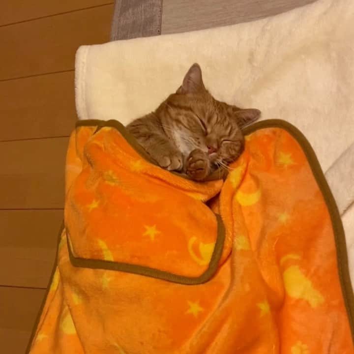 茶太郎 & きなこのインスタグラム：「年末は寝るに限るにゃ(´///ω///｀)💤 Come spoon with Chataro😽💤💕 #添い寝して欲しいにゃ #ブランケットぬくぬく暖かいにゃ #マンチカン#猫#munchkin #cat#catstagram #amazing#ねこ#茶トラ#短足#catsofinstagram#excellent_cats#9gag#cats_of_world_#instacat_meows#bestcats_oftheworld#catsofig#instacat#cats_of_instagram」