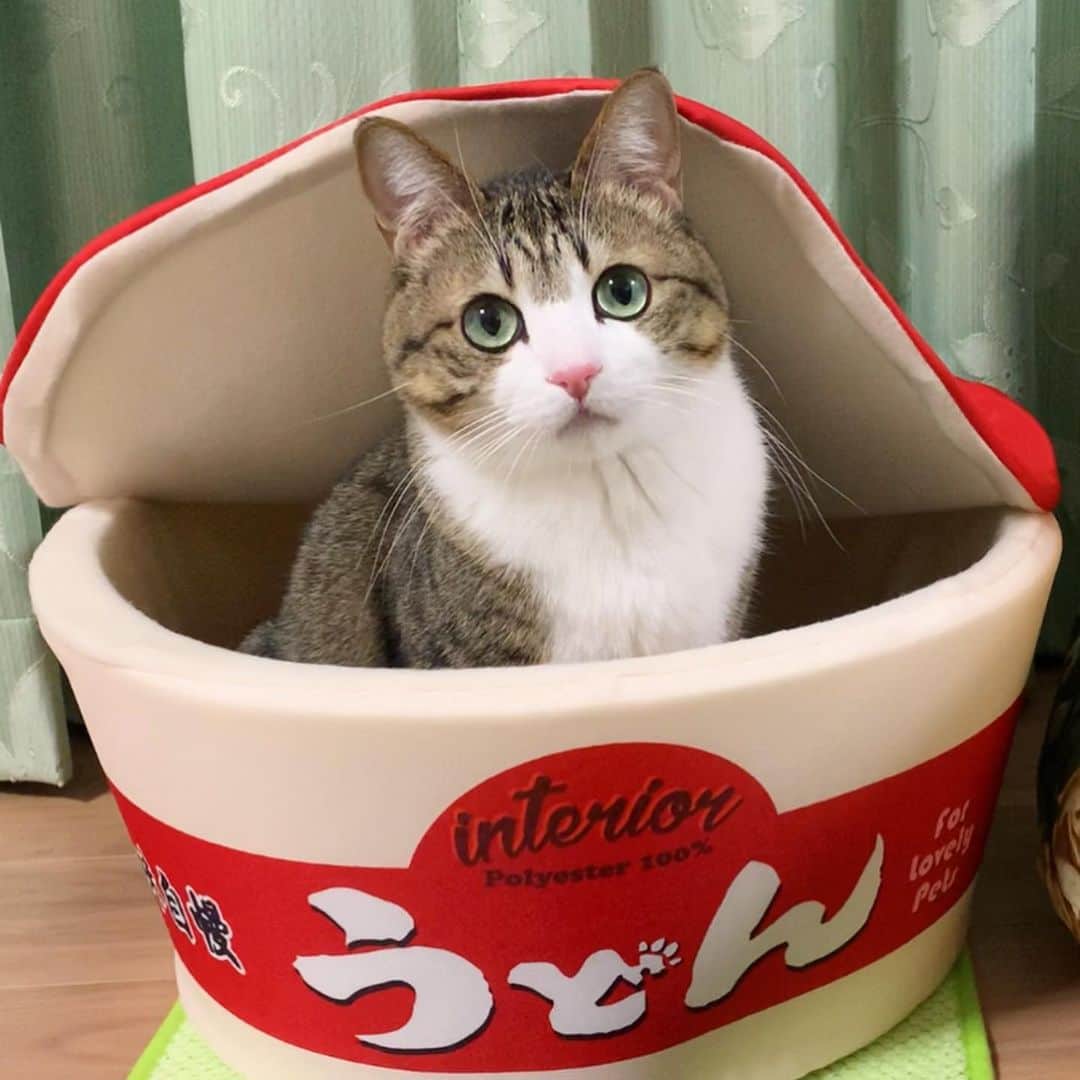 すずめくんのインスタグラム：「🍄🍄  そういえば…  気に入ったよ🐱💖  ふたりとも… 中身の具はいらないみたいだけど…😹😹  #具なしうどん  #カップ麺ペットハウス   Suzume & Unagi,Νew house🏡❤️」