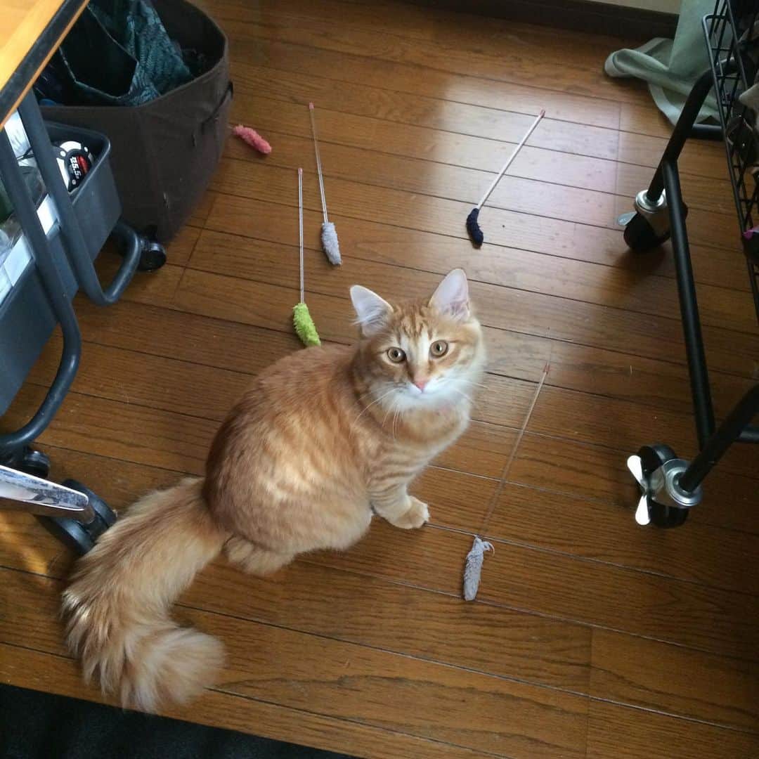 岡田屋鉄蔵のインスタグラム：「凄いプレッシャー笑 そしてワゴン乗っ取り完了ハムさん。」