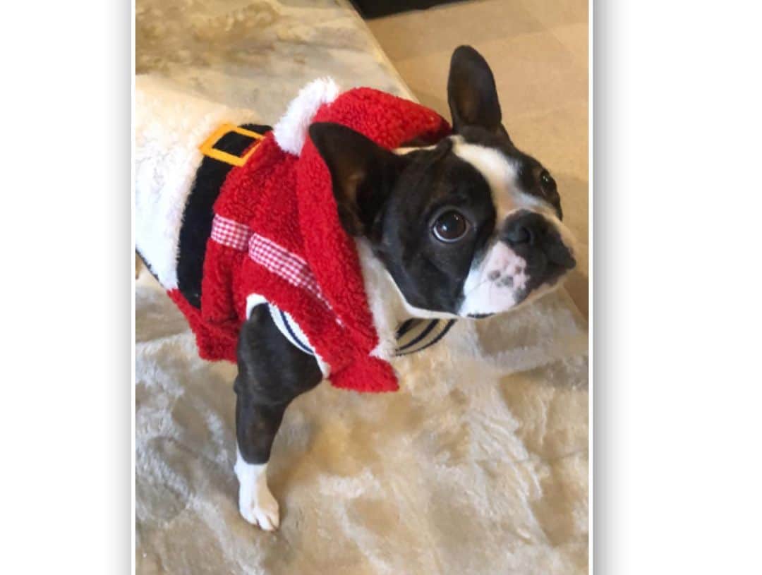 小野祐夢さんのインスタグラム写真 - (小野祐夢Instagram)「. 今年のクリスマスは妹がいちごタルトを作ってくれました😃そういうとこは尊敬✨ まるぐるもサンタコーデしてくれました❤️  #frenchbulldog #bostonterrier #dog  @hanapecha_maagu」12月29日 19時03分 - hiromu4370