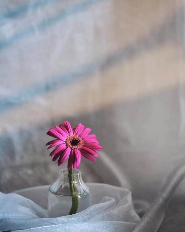 花の写真館のインスタグラム：「Photo by Maki Moriwaki.⠀ .⠀ Original Post[投稿いただいたURL]⠀ https://www.facebook.com/photo.php?fbid=2496352780520278⠀ .⠀ 本アカウントは、 #私の花の写真 をつけてInstagramに投稿された皆さまの花の写真や、「花の写真館」Facebookページで投稿された花の写真を紹介します。⠀ 「花の写真館」Facebookページは、「 @floral.photograph 」のプロフィールにあるURLからご覧ください。⠀ .⠀ ※各自、政府、自治体など公的機関の指示に従った行動をお願いします。⠀⠀ 東京カメラ部および分室では、写真を「見る楽しみ」を提供することを通して、微力ながら皆様にわずかな時間でも癒しをお届けしたいと思っております。⠀ ※本アカウントは東京カメラ部がFacebook、Instagramのサービスを利用して運営しているもので、Facebook社・Instagramとは一切関係ありません。⠀ .⠀ #花の写真館 #floralphotograph #floralphoto #flower #flowers⠀ Follow: @floral.photograph」