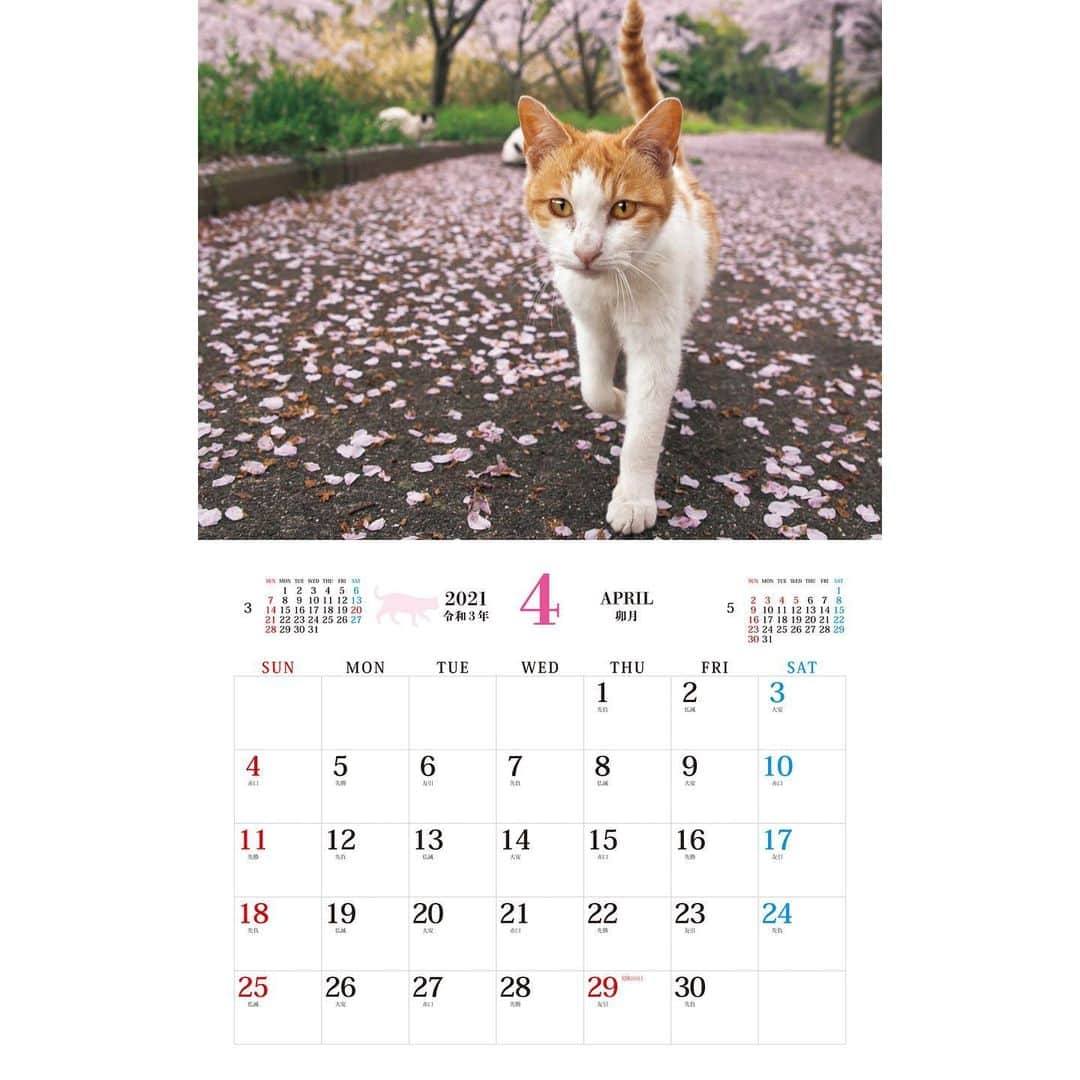 Masayukiさんのインスタグラム写真 - (MasayukiInstagram)「オンラインは完売のようです。 人気のやつ！  2021　そとねこ　壁掛けカレンダー ￥1,100 サイズ: 30cm×38cm   ※　instagramの投稿の都合で上下左右の余白を多めにとっている写真もあります。  （すべての写真） 実際の商品には余白はつきませんのでお気を付けくださいませ。  ぜひ お近くの書店にてお求めくださいませ。  ※ 2021年は5種類。」12月29日 20時17分 - okirakuoki