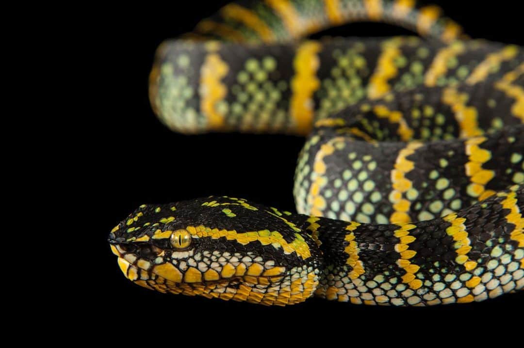 Joel Sartoreさんのインスタグラム写真 - (Joel SartoreInstagram)「The Wagler’s temple viper can display a variety of colors and patterns which are most commonly referred to as phases. A nocturnal species, this colorful serpent spends much of its time laying motionless in the trees waiting for prey to pass by. When the opportunity presents itself, the viper will quickly spring into action, striking at any bird, rodent, or lizard that crosses its path. Photo taken @fortworthzoo. #viper #snake #reptile #colorful #pretty #PhotoArk #savetogether」12月29日 20時29分 - joelsartore