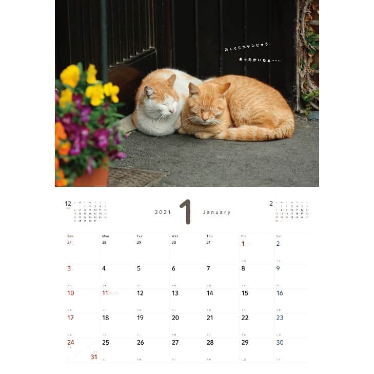 Masayukiさんのインスタグラム写真 - (MasayukiInstagram)「書籍もできそう　よりそい猫♪  2021　よりそい猫カレンダー　壁掛けカレンダー ￥1,650 サイズ: 257mm×364mm   ※　instagramの投稿の都合で上下左右の余白を多めにとっている写真もあります。  （すべての写真） 実際の商品には余白はつきませんのでお気を付けくださいませ。  お気に召すようでしたら、全国の書店やアマゾンなどのオンライン書店にてご注文くださいませ。  ※　 2021年は5種類。」12月29日 20時29分 - okirakuoki