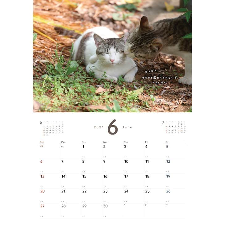 Masayukiさんのインスタグラム写真 - (MasayukiInstagram)「書籍もできそう　よりそい猫♪  2021　よりそい猫カレンダー　壁掛けカレンダー ￥1,650 サイズ: 257mm×364mm   ※　instagramの投稿の都合で上下左右の余白を多めにとっている写真もあります。  （すべての写真） 実際の商品には余白はつきませんのでお気を付けくださいませ。  お気に召すようでしたら、全国の書店やアマゾンなどのオンライン書店にてご注文くださいませ。  ※　 2021年は5種類。」12月29日 20時29分 - okirakuoki