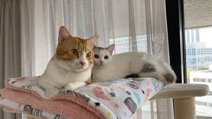 RUBYのインスタグラム：「Mame & Pote  life 🐈🐈💕 Mameさんの大事な友達Poteさん💗  #CAT #猫 #猫のいる暮らし」