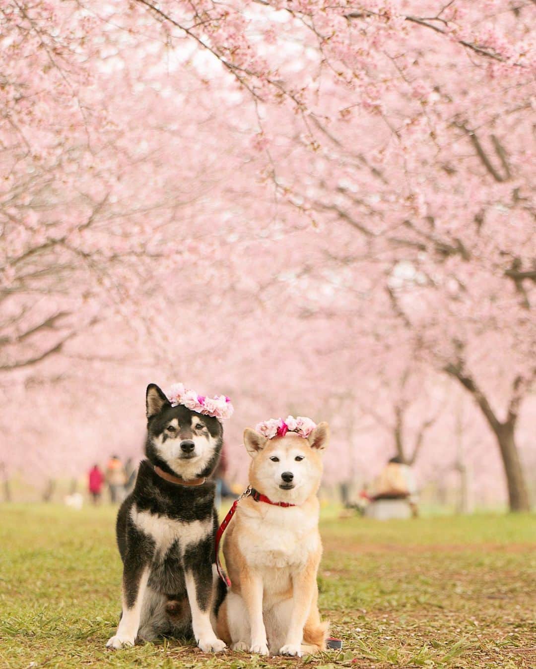 柴犬 けんしろう ゆりあのインスタグラム：「🐶🌸🐶  今年撮ったこのphotoも 別カットを投稿して お蔵入りになっていたもの☺️🌸  大晦日まで走り抜ける活力のため けんゆりドッグラン動画を ストーリーズに載せてます🐕🐕💨  さて、これからけんゆりの夜んぽ行って 年賀状書かねばー！！←絶対元旦に届かない😂 . . Location: Saitama(2020.3月撮影)」