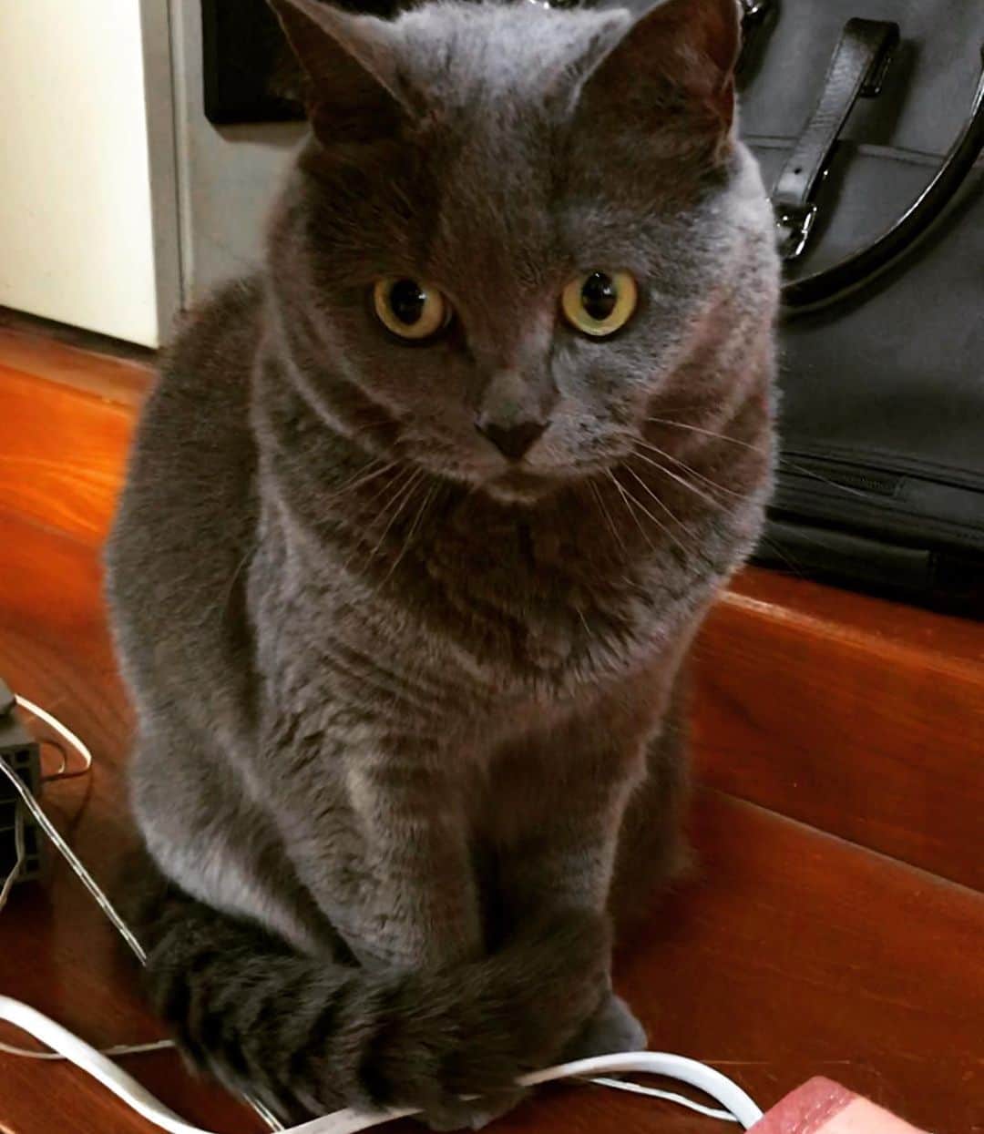 チキン南蛮カレーのルウ王子のグルメインスタ