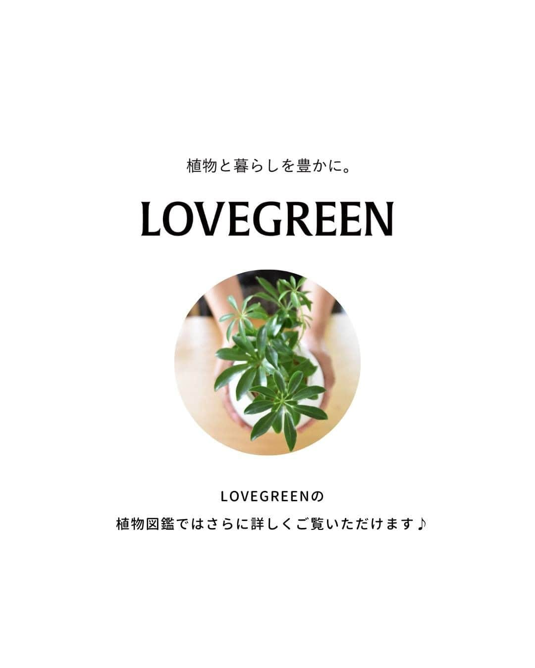 LOVEGREEN -植物と暮らしを豊かに。さんのインスタグラム写真 - (LOVEGREEN -植物と暮らしを豊かに。Instagram)「［観葉植物ミニ図鑑➁］  年末の大掃除で サッパリしたお部屋に観葉植物を置いてみませんか？  今回はテレビ台や本棚に置きたくなる中型観葉植物とその管理方法についてご紹介していきます！  【ガジュマル】 個性的なフォルムと可愛らしさが大人気！ 愛嬌のある気根は他の観葉植物にはないオンリーワンの魅力があります。  【シェフレラ】 ぱっと広がった葉が愛らしいシェフレラ（カポック）。 耐寒性も持ち合わせており、ナチュラルな雰囲気は冬のお部屋を彩るインテリアグリーンとしてもぴったり。  【パキラ】 ぱっと開いた手のような５つの葉と樹形が大人気のパキラ。 リビングにはもちろんお部屋のアクセントにもなります！  観葉植物のグリーンでお部屋に癒しを。  ▶肥料や、植え替え方法など、さらに詳しい管理の仕方はLOVEGREEにてご覧いただけます。→@lovegreen_official 植物図鑑でそれぞれ検索してみてくださいね🙆‍♀️  #植物 #観葉植物 #植物図鑑 #インテリアグリーン #インドアグリーン #観葉植物のある暮らし #植物のある暮らし #植物のある生活 #緑のある暮らし #グリーンのある暮らし #植物と暮らす #植物が好き #植物のある生活 #観葉植物初心者 #観葉 #グリーン #パキラ #ガジュマル #シェフレラ #カポック #暮らしを楽しむ #植物を育てる #インテリア小物 #インテリア植物 #インテリアプランツ」12月29日 21時00分 - lovegreen_official