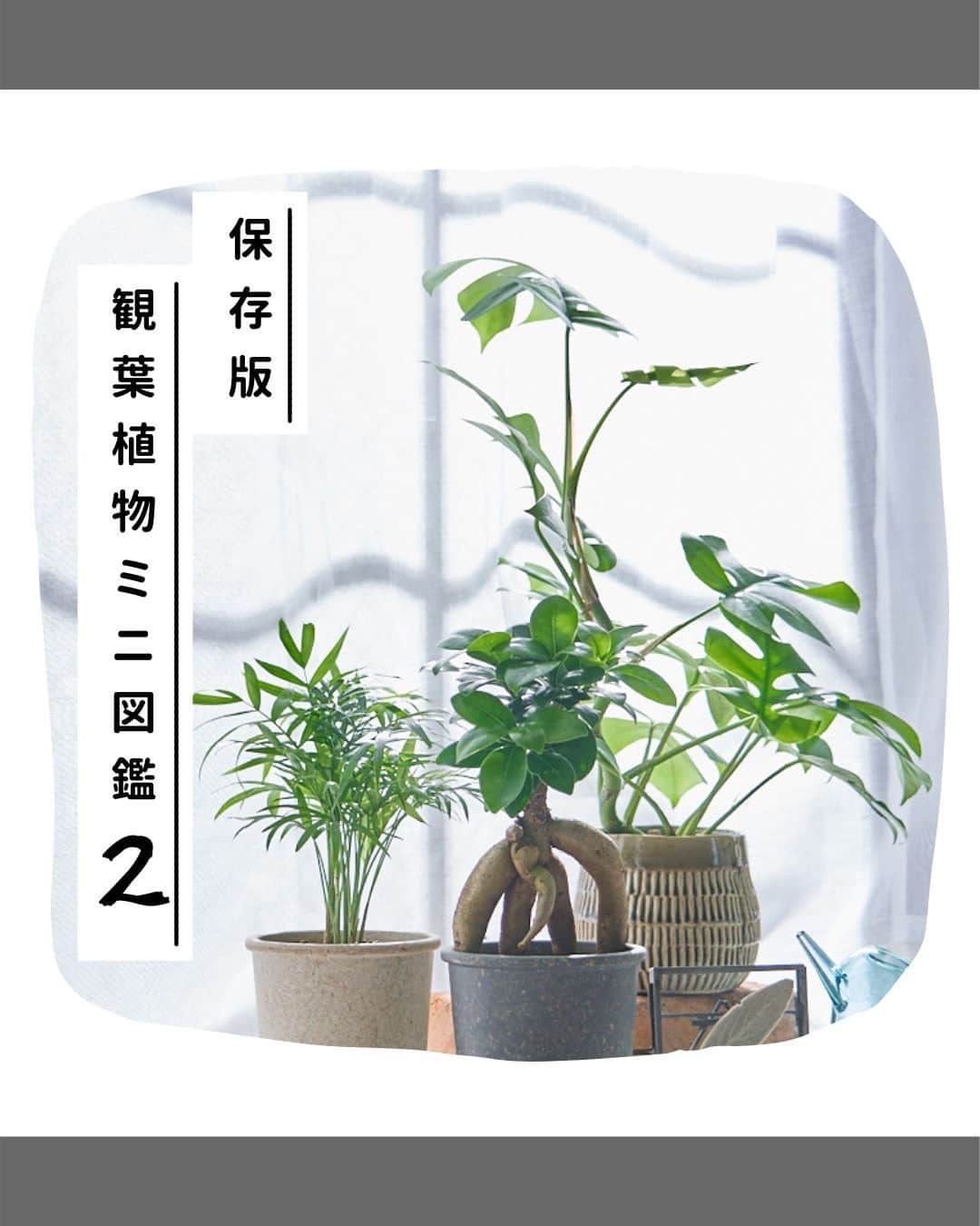 LOVEGREEN -植物と暮らしを豊かに。さんのインスタグラム写真 - (LOVEGREEN -植物と暮らしを豊かに。Instagram)「［観葉植物ミニ図鑑➁］  年末の大掃除で サッパリしたお部屋に観葉植物を置いてみませんか？  今回はテレビ台や本棚に置きたくなる中型観葉植物とその管理方法についてご紹介していきます！  【ガジュマル】 個性的なフォルムと可愛らしさが大人気！ 愛嬌のある気根は他の観葉植物にはないオンリーワンの魅力があります。  【シェフレラ】 ぱっと広がった葉が愛らしいシェフレラ（カポック）。 耐寒性も持ち合わせており、ナチュラルな雰囲気は冬のお部屋を彩るインテリアグリーンとしてもぴったり。  【パキラ】 ぱっと開いた手のような５つの葉と樹形が大人気のパキラ。 リビングにはもちろんお部屋のアクセントにもなります！  観葉植物のグリーンでお部屋に癒しを。  ▶肥料や、植え替え方法など、さらに詳しい管理の仕方はLOVEGREEにてご覧いただけます。→@lovegreen_official 植物図鑑でそれぞれ検索してみてくださいね🙆‍♀️  #植物 #観葉植物 #植物図鑑 #インテリアグリーン #インドアグリーン #観葉植物のある暮らし #植物のある暮らし #植物のある生活 #緑のある暮らし #グリーンのある暮らし #植物と暮らす #植物が好き #植物のある生活 #観葉植物初心者 #観葉 #グリーン #パキラ #ガジュマル #シェフレラ #カポック #暮らしを楽しむ #植物を育てる #インテリア小物 #インテリア植物 #インテリアプランツ」12月29日 21時00分 - lovegreen_official