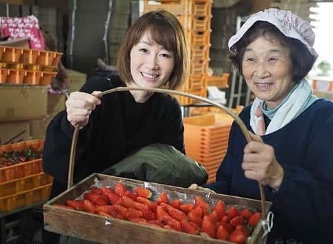 佐野優子のインスタグラム：「. いちごに囲まれて幸せでした🥰 . 一年分ぐらい食べました🙏🏻🍓 . 萩原苺農園のお母さんのお肌がピチピチで綺麗やったぁ✨ . #萩原苺農園  #いちご  #いちご農家  #苺」