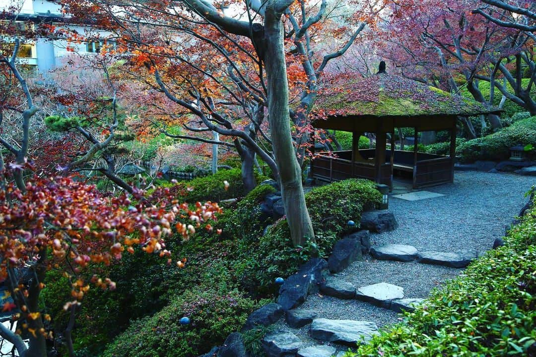 八芳園さんのインスタグラム写真 - (八芳園Instagram)「秋の名残をとどめながらも、 本格的な冬にむけて顔色を変えていく庭園。 . より一層冷たくなった空気に 木々は葉を落とし、 池の鯉の鮮やかさが際立ちます。 . 冬ならではの、 張り詰めた美しさ。 . 心地よい静寂の広がる 日本庭園の冬の美を探してみてください。 . 【年末年始休業期間】 2020年12月28日(月)〜2021年1月3日(日) . . #八芳園 #結婚式場 #結婚式 . #日本庭園 #自然 #紅葉 #冬　#風景写真 #港区 #池 . #東京観光  #東京カメラ部  #カメラ好きな人と繋がりたい  #その瞬間に物語を  #ファインダー越しの私の世界  . #和装結婚式 #式場探し #プレ花嫁さんと繋がりたい . #japanesegarden  #tokyotrip  #forbestravelguide #japan_of_insta  #wonderful_places #bestphoto_japan  #instravel  #team_jp_  #tokyo #instamood  #insta_art #nature」12月29日 21時27分 - happoen