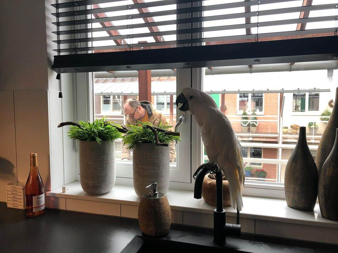 ? Enjoy Harley's Lifeさんのインスタグラム写真 - (? Enjoy Harley's LifeInstagram)「Watching Daddy #tuesday #daddysgirl #pets#instalike #instagood #instagram #instadaily」12月29日 21時30分 - harleythecockatoo