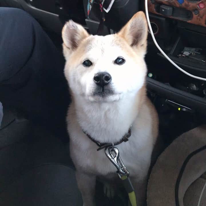 柴犬リリコのグルメインスタ