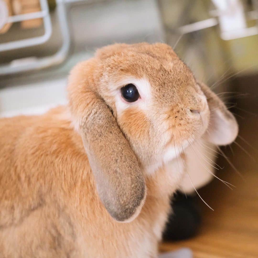 usagraphのインスタグラム：「こうみると、ミーチャの存在感かなりある！ 安心感漂う背中！✨🥰 ＊ ＊ ＊ #うさぎ　#rabbit #bunny #ふわもこ部  #WeeklyFluff #igersjp  #tokyocameraclub #東京カメラ部  #神戸カメラ部  #bunnystagram  #うさぎ部 #ホーランドロップ #hollandlop  #ファインダー越しの私の世界 #art_of_japan #myfujilove  #今日もx日和」