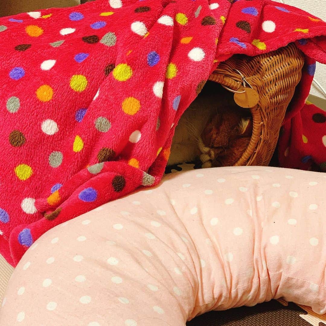 桜 稲垣早希さんのインスタグラム写真 - (桜 稲垣早希Instagram)「もっふもふのふっかふか🤤💕 #エキゾチックショートヘア #イビキかいて寝てるの見ると癒されます #おいでというと絶対来てくれる犬感」12月29日 21時54分 - sakura_inagaki_saki