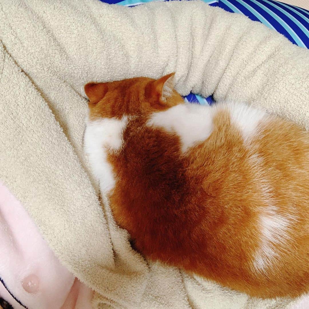 桜 稲垣早希のインスタグラム：「もっふもふのふっかふか🤤💕 #エキゾチックショートヘア #イビキかいて寝てるの見ると癒されます #おいでというと絶対来てくれる犬感」
