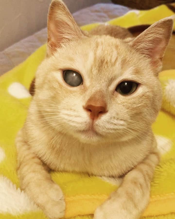 ruiruiのインスタグラム：「今日は福ちゃんの月命日です（2020/12/29） . . 福が亡くなって一か月。 トイレを見るたび、フラフラしながらも最後まで自力で行こうとしていた福の事を思い出してしまい、亡くなった時のまま片付けられないでいます。 今日やっとデスクの下にあった爪研ぎを捨てる事ができたのですが、トイレは福の痕跡が残っているのでそのままです。 . 福に会いたいです😢 . . . #生前の福ちゃん #福ちゃんはお星様になりました #cat #cats #ilovemycat」