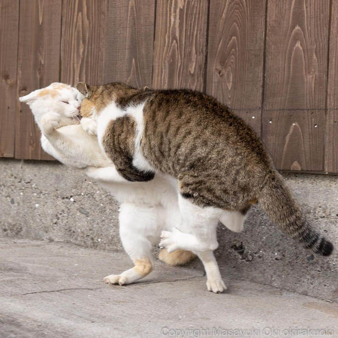 Aww Clubさんのインスタグラム写真 - (Aww ClubInstagram)「when you finally see your friends after lockdown⠀ ⠀ 📷@okirakuoki⠀ ⠀ #meowed #okirakuoki #BFF #hugme #longtimenosee #Hi」12月29日 22時01分 - meowed