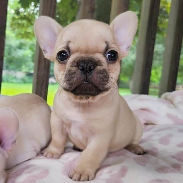 French Bulldogのインスタグラム