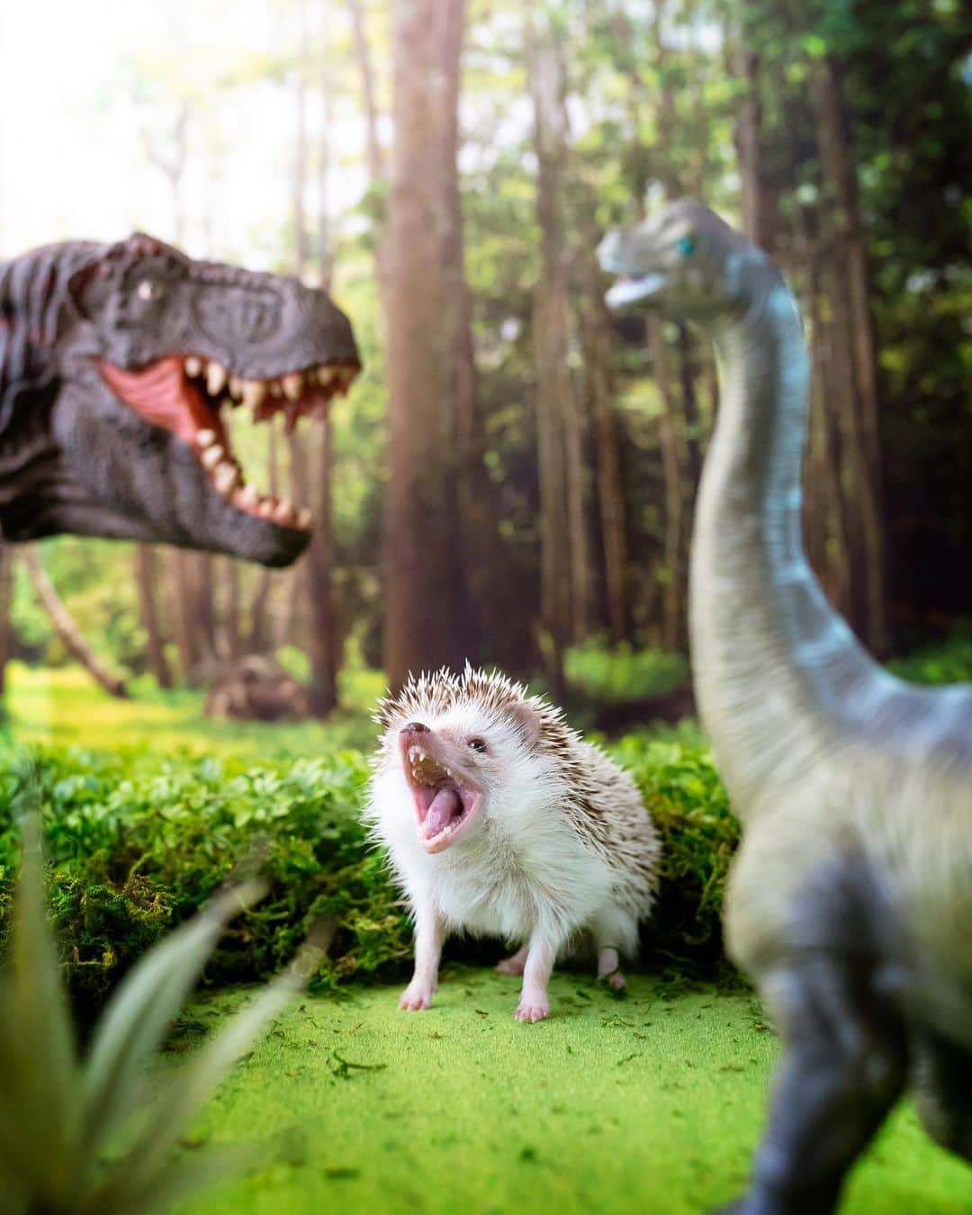 ダーシーのインスタグラム：「ROAR‼️Jurassic Hog🦔🦖🦕  コアラが興奮しないようにそーっと連れてきて、ムニャムニャしてるところの鼻先ちょっと上にミルミル🐛をチラつかせると、ふにゃ、ふにゃ、ふわぁ〜🥱とあくびをします😊🐨✨」