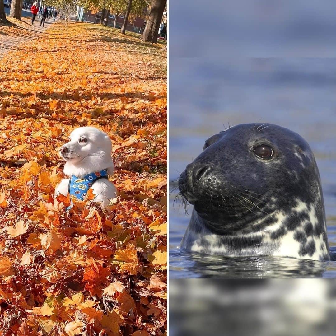 8crapさんのインスタグラム写真 - (8crapInstagram)「A land seal and a sea pupper - Want to get featured like him? Join “The Barked Club” on FACEBOOK and post something now! 👉 barked.com - 📷 @nuggetthepomsky @wildscotland_ - #TheBarkedClub #barked #dog #doggo #Pomsky」12月29日 23時00分 - barked
