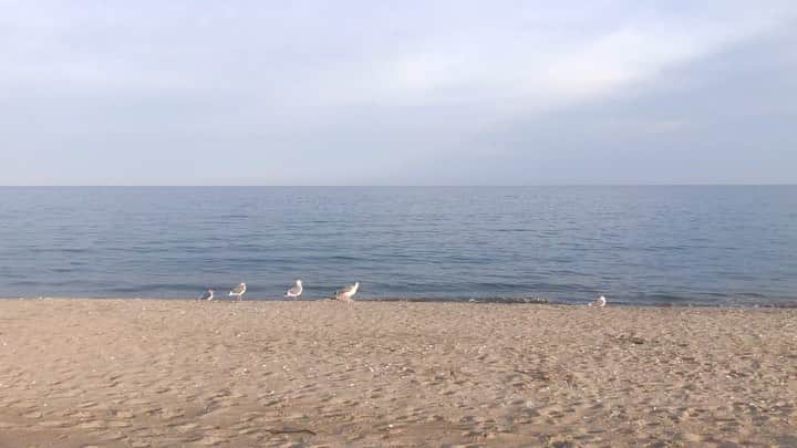 奥村佳恵のインスタグラム：「🕊 #happiness」