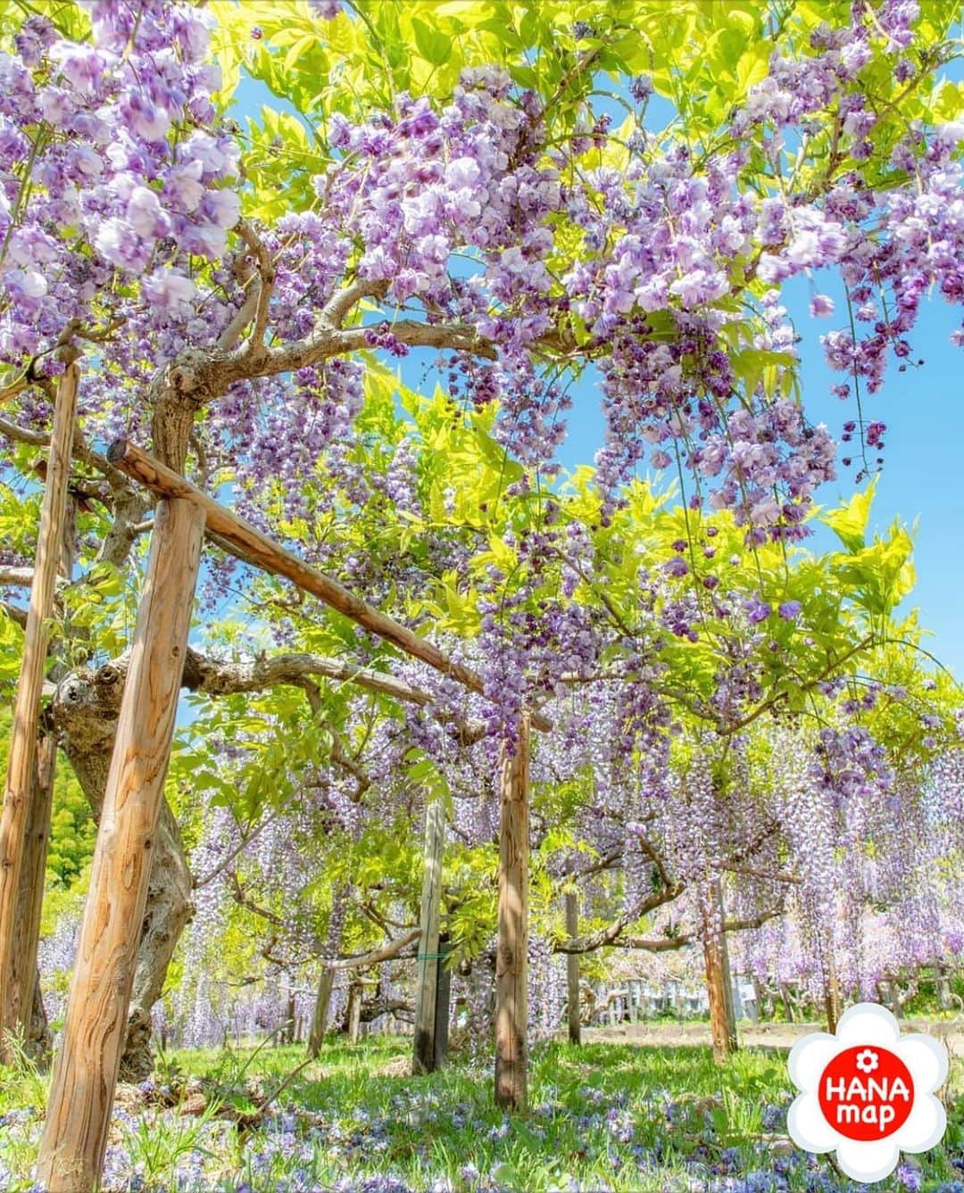 はなまっぷ❁日本の花風景さんのインスタグラム写真 - (はなまっぷ❁日本の花風景Instagram)「🌸🍺はなまっぷの忘年会2020🍺🌸 *  @___rin.07 さんの  2020年のお花に花まるを💮 * 今年一年素敵なお花をたくさん ありがとうございました😊🌸💮 * 静岡　#蓮華寺池公園 Rengeji-ike Park,Shizuoka Pref. * 🌼•••🌹•••💠•••🌷•••🌸•••🌺 * 💮みなさんの2020年のお花に花まるを💮 * これまでに撮影された お気に入りの✨「1枚」✨ を、#はなまっぷ忘年会2020 に投稿お願いします😊 * みなさんのご参加お待ちしております🍺 * #はなまっぷ * 🌼•••🌹•••💠•••🌷•••🌸•••🌺 * #日本#花#藤」12月29日 23時18分 - hanamap