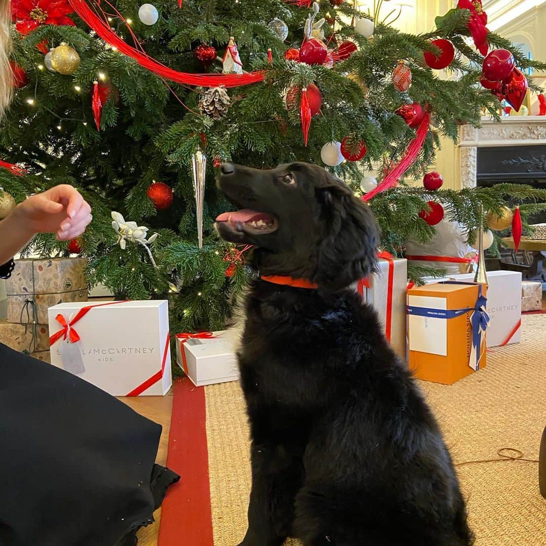 ナタリア・ヴォディアノヴァさんのインスタグラム写真 - (ナタリア・ヴォディアノヴァInstagram)「Trying to teach Coffee to pose 😅🎄🐕‍🦺😍 teaching by example...does that work with dogs?! 😝😂🙈❤️ Пытаюсь учить Кофе как позировать. пока безуспешно 😂 Долго пыталась надеть на неё шапочку, и даже показывала на себе, но Кофе только съела все лакомства и шапочку чуть тоже не съела...🤣🤣😋🐕‍🦺🥰❤️」12月29日 23時29分 - natasupernova