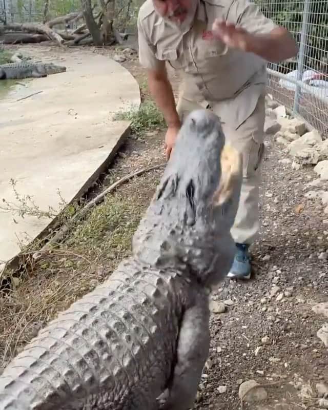 WildLifeのインスタグラム：「@discovercrocodiles 🐊 Remember don’t try this at home 😬 or anywhere you see a wild gator 🐊  via @jayprehistoricpets  . . . #alligator #reptile #awesome #animal #texas #adventure #reels #video」