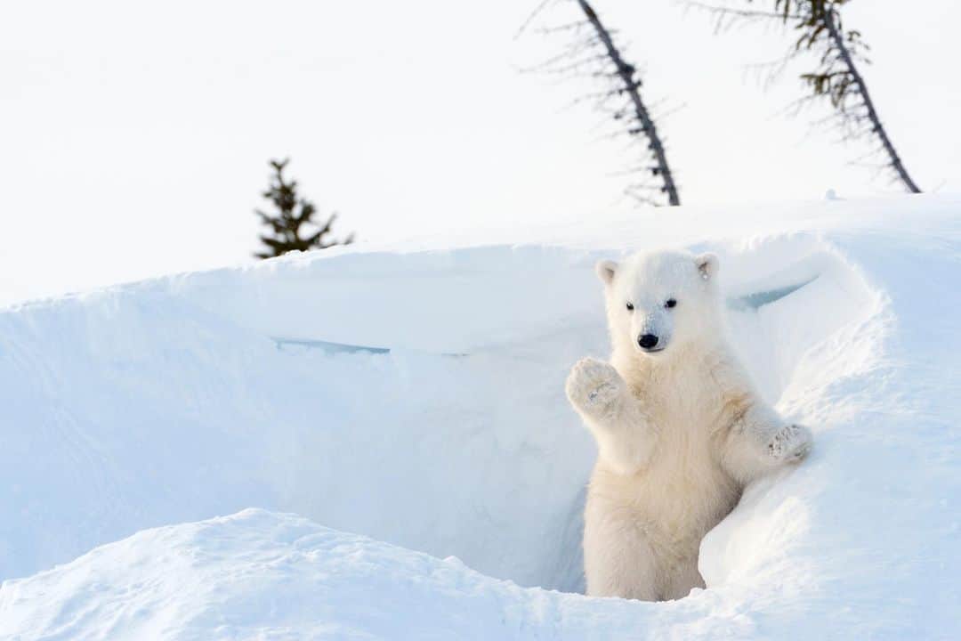 アニマルプラネットさんのインスタグラム写真 - (アニマルプラネットInstagram)「There's snow place like home!  . . . . #toocute #toocutetuesday #polarbear #bear #winter #snow #den #snowden #animalplanet #pictureoftheday #photooftheday」12月29日 23時33分 - animalplanet