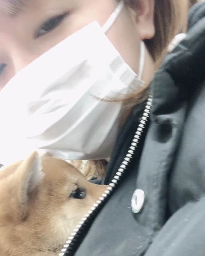 野崎鮎のインスタグラム：「今日から我が家に家族が増えました🐕❤ 柴犬のまめちゃん♀ 成長が楽しみ❤ 仲良くしてね😍😍😍  まめちゃん専用アカウント @mamechan1101  #柴犬 #まめちゃん #dog #doglife #dogstagram #doglover #family #welcome」