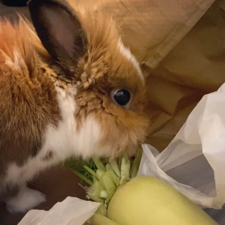 TONEAYUのインスタグラム：「野菜泥棒を現行犯逮捕🦁🚨﻿ ﻿ キャベツなんて、丸ごと一個だったのに、一人でここまで食べてた😱😱😱﻿ ﻿ なのにまったくお腹壊さない強者💦﻿ ﻿ 野菜荒らし、実写版ピーターラビット😦﻿🐇 ﻿ #ポキライアン﻿ #野菜泥棒﻿ #うさぎ﻿ #rabbit﻿ #現行犯」