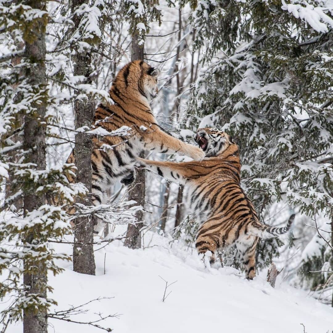 Discoveryさんのインスタグラム写真 - (DiscoveryInstagram)「Two endangered Siberian tigers fight for the affection of a female tiger.   #TigerTuesday #tiger #snowy #fightnight #wildlifephotography #natureismetal #projectcat」12月30日 0時00分 - discovery