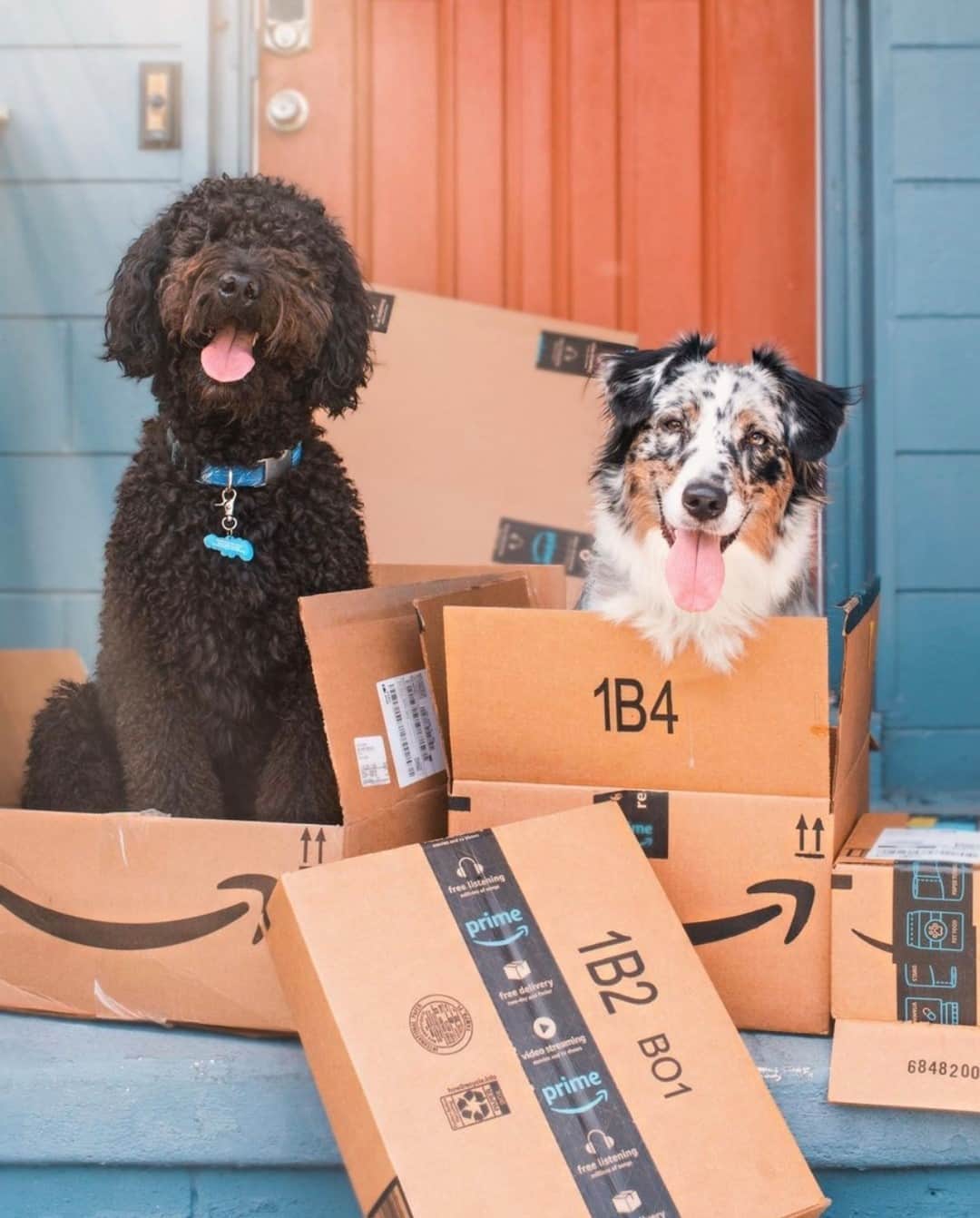 Amazonさんのインスタグラム写真 - (AmazonInstagram)「The pawfect delivery! 🐾📦 I 📸: @chipperdood」12月30日 0時28分 - amazon